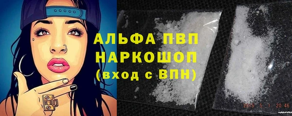 сатива Новозыбков